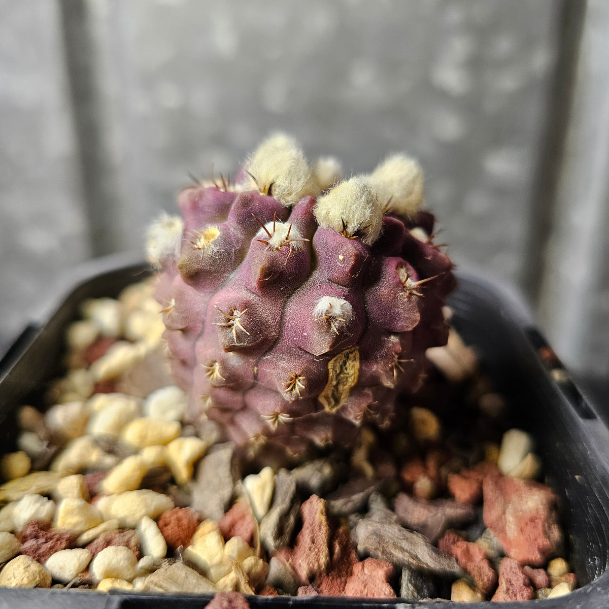 Eriosyce napina (Purple Select)