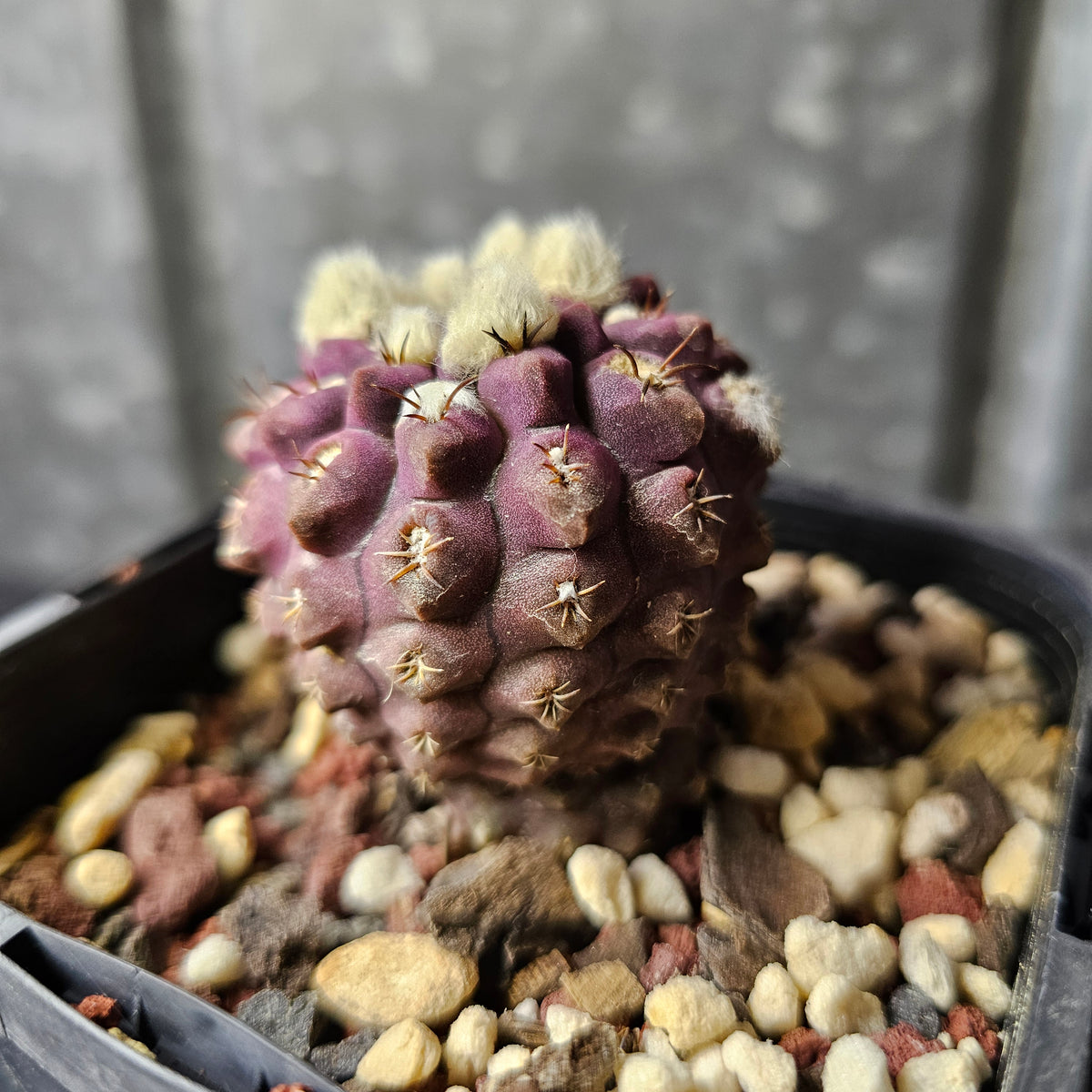 Eriosyce napina (Purple Select)