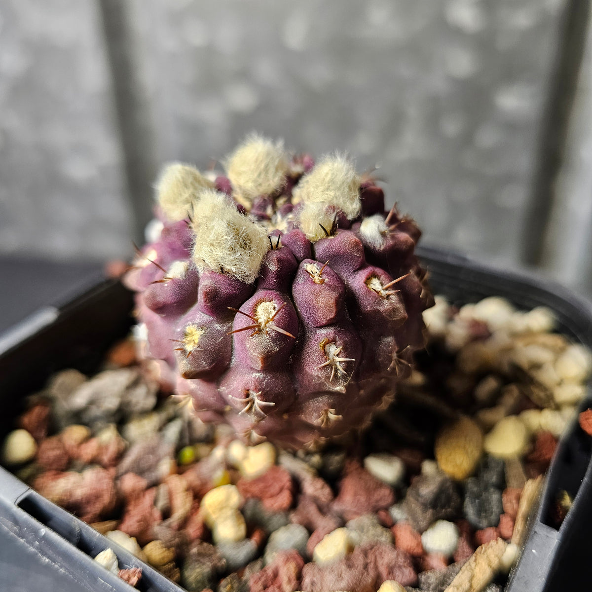 Eriosyce napina (Purple Select)