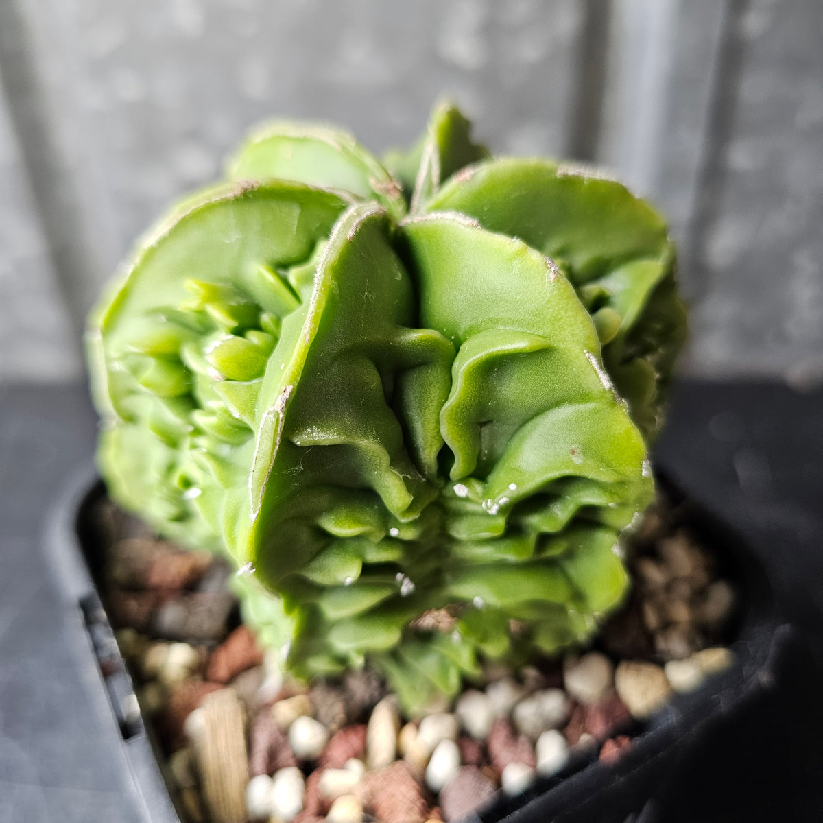Astrophytum myriostigma cv. Fukuryu