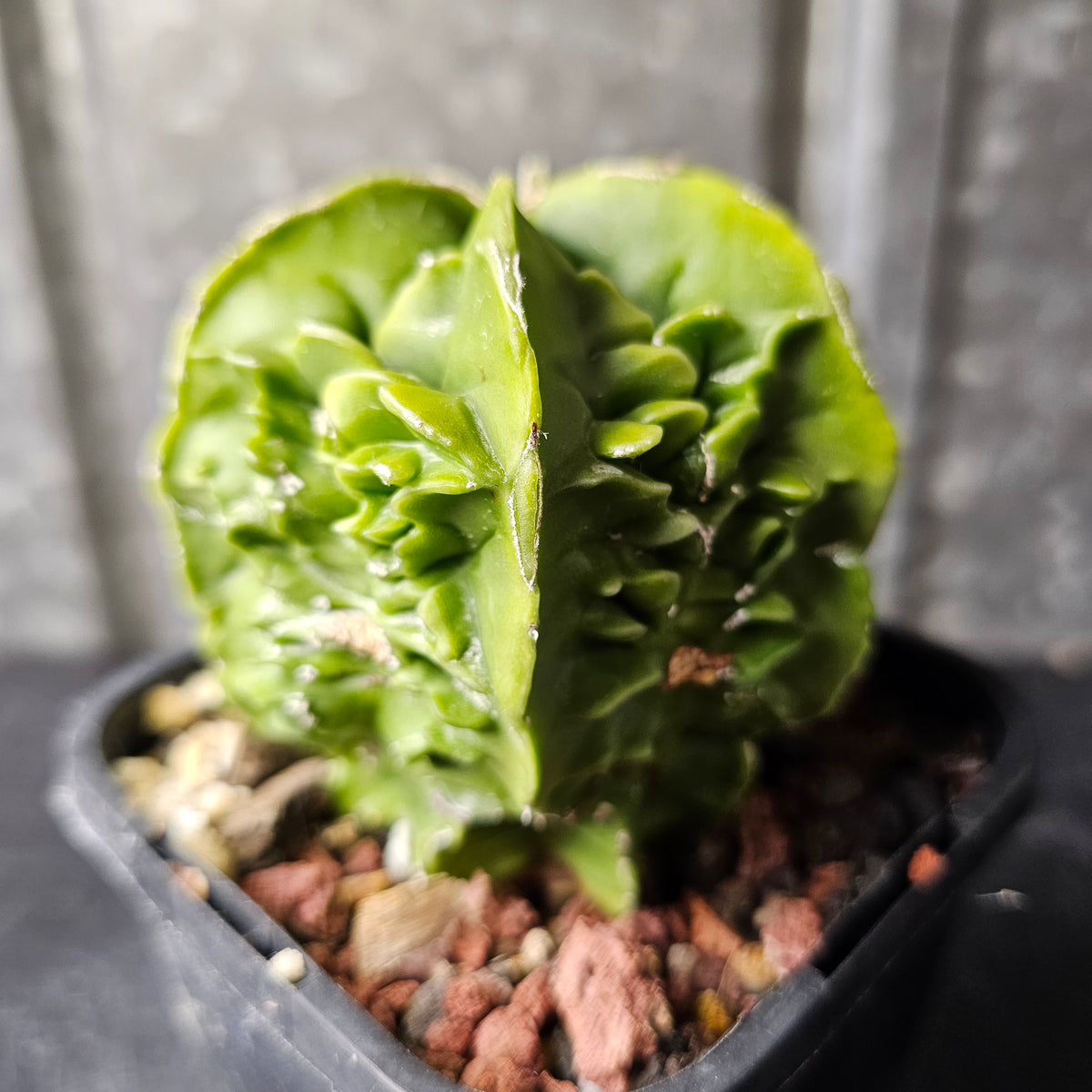 Astrophytum myriostigma cv. Fukuryu