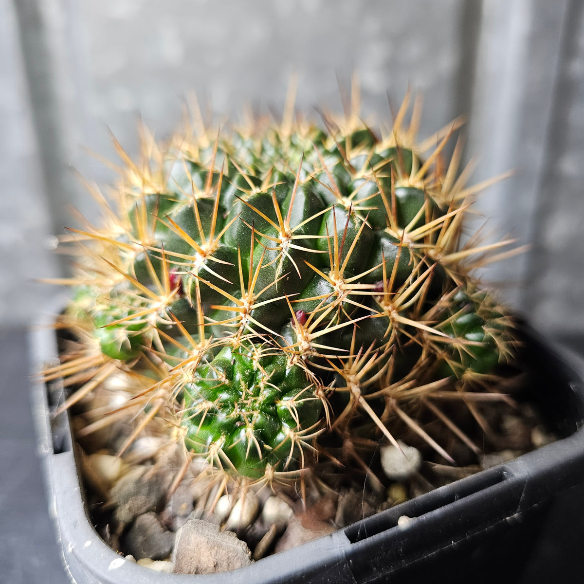 Sulcorebutia steinbachii v. gracilior