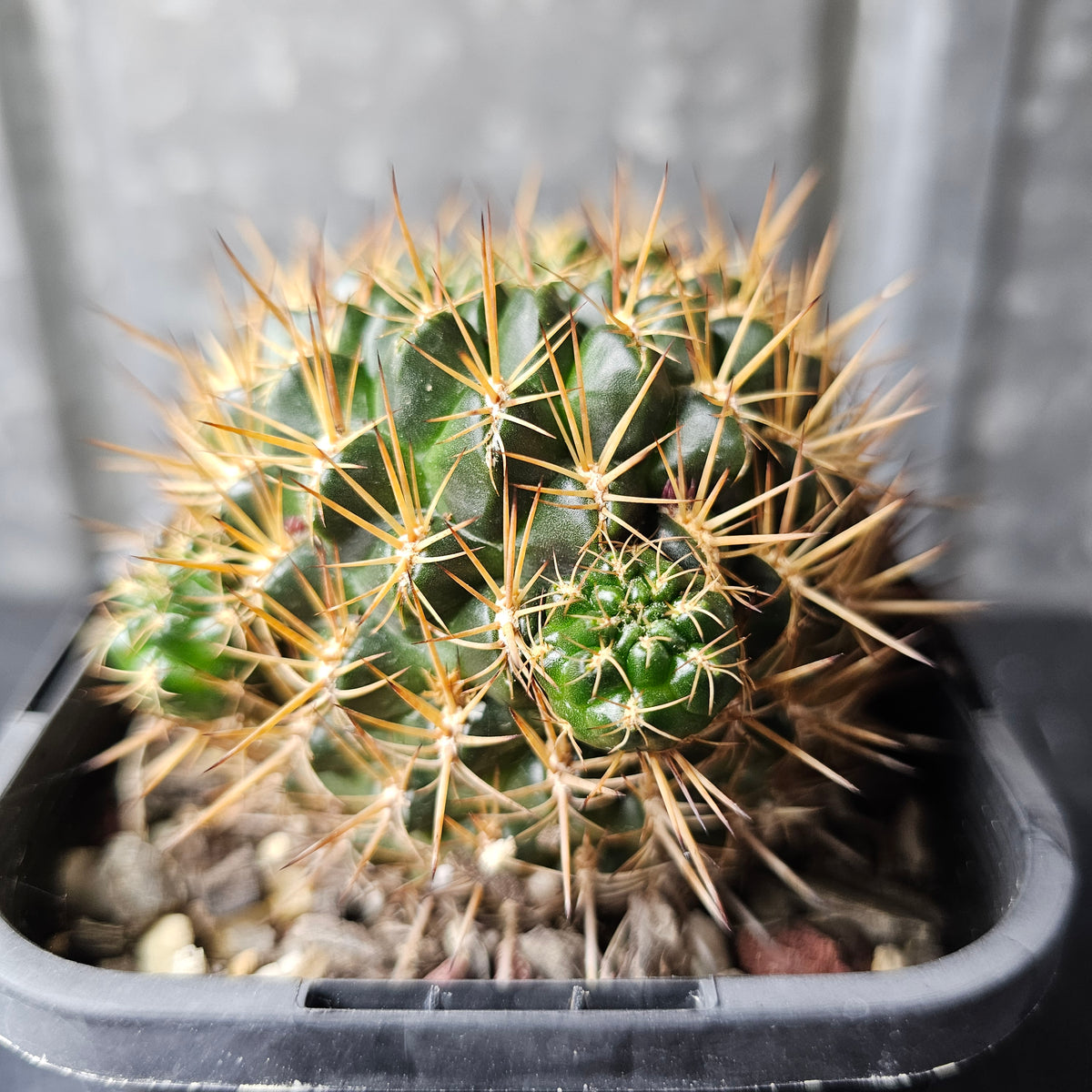 Sulcorebutia steinbachii v. gracilior
