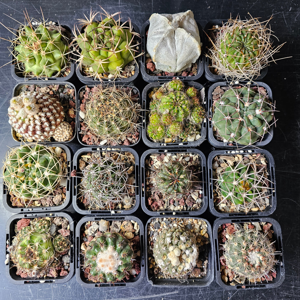 Cactus MEGA Bundle – 16 Plants