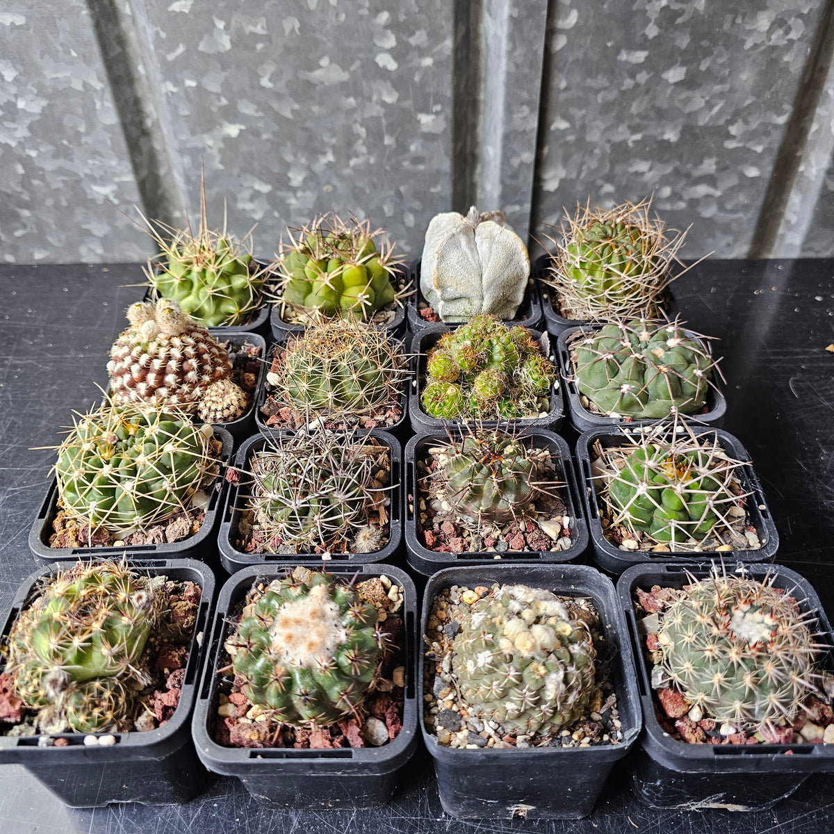 Cactus MEGA Bundle – 16 Plants
