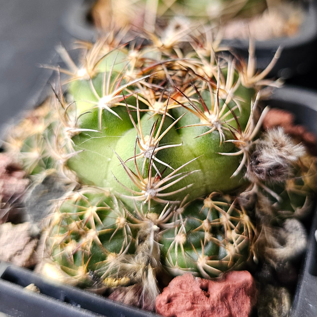 Cactus MEGA Bundle – 16 Plants