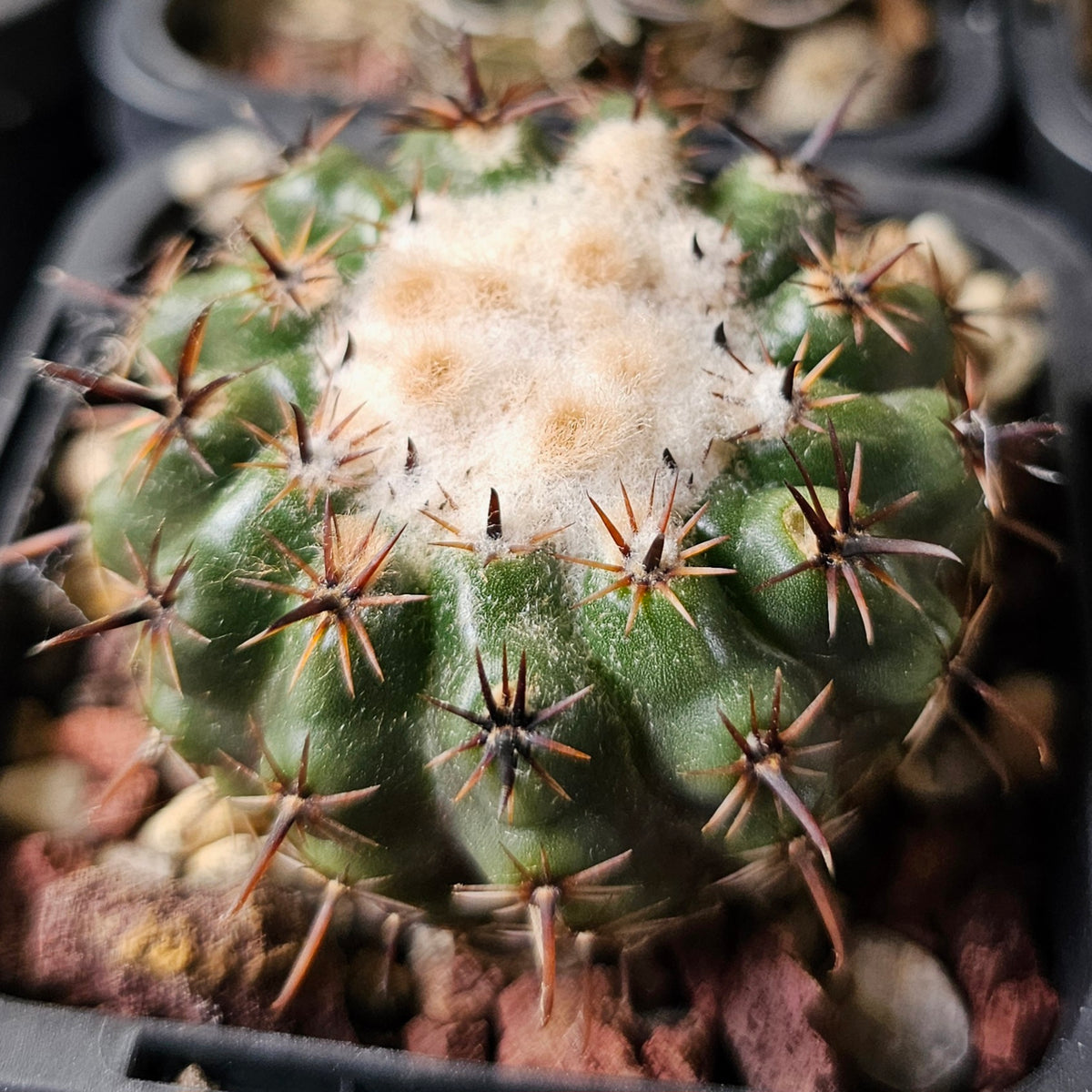Cactus MEGA Bundle – 16 Plants