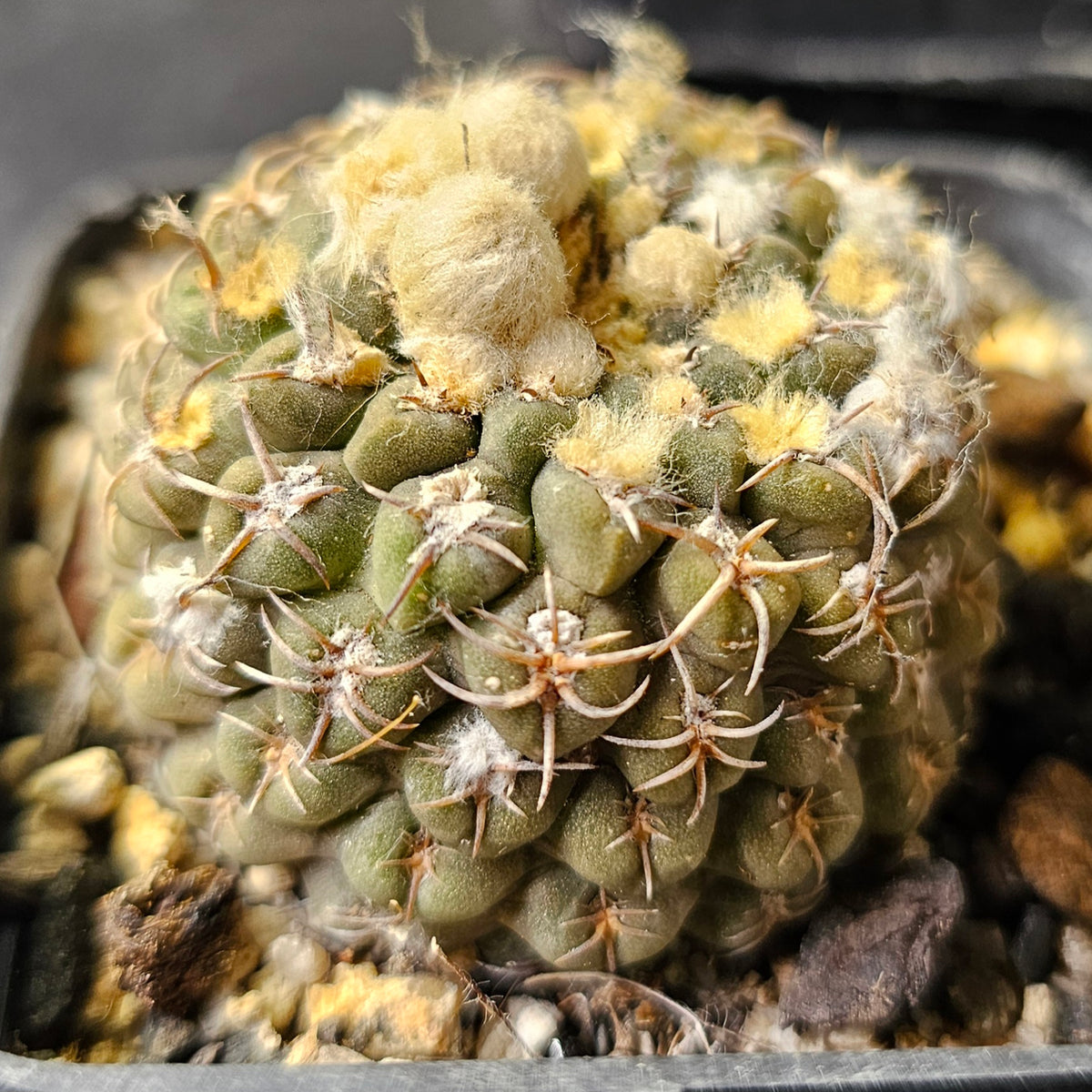 Cactus MEGA Bundle – 16 Plants