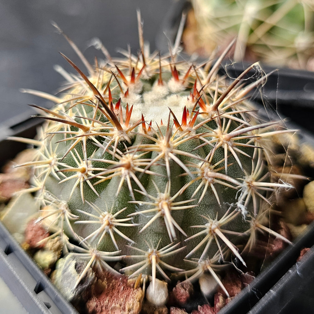 Cactus MEGA Bundle – 16 Plants