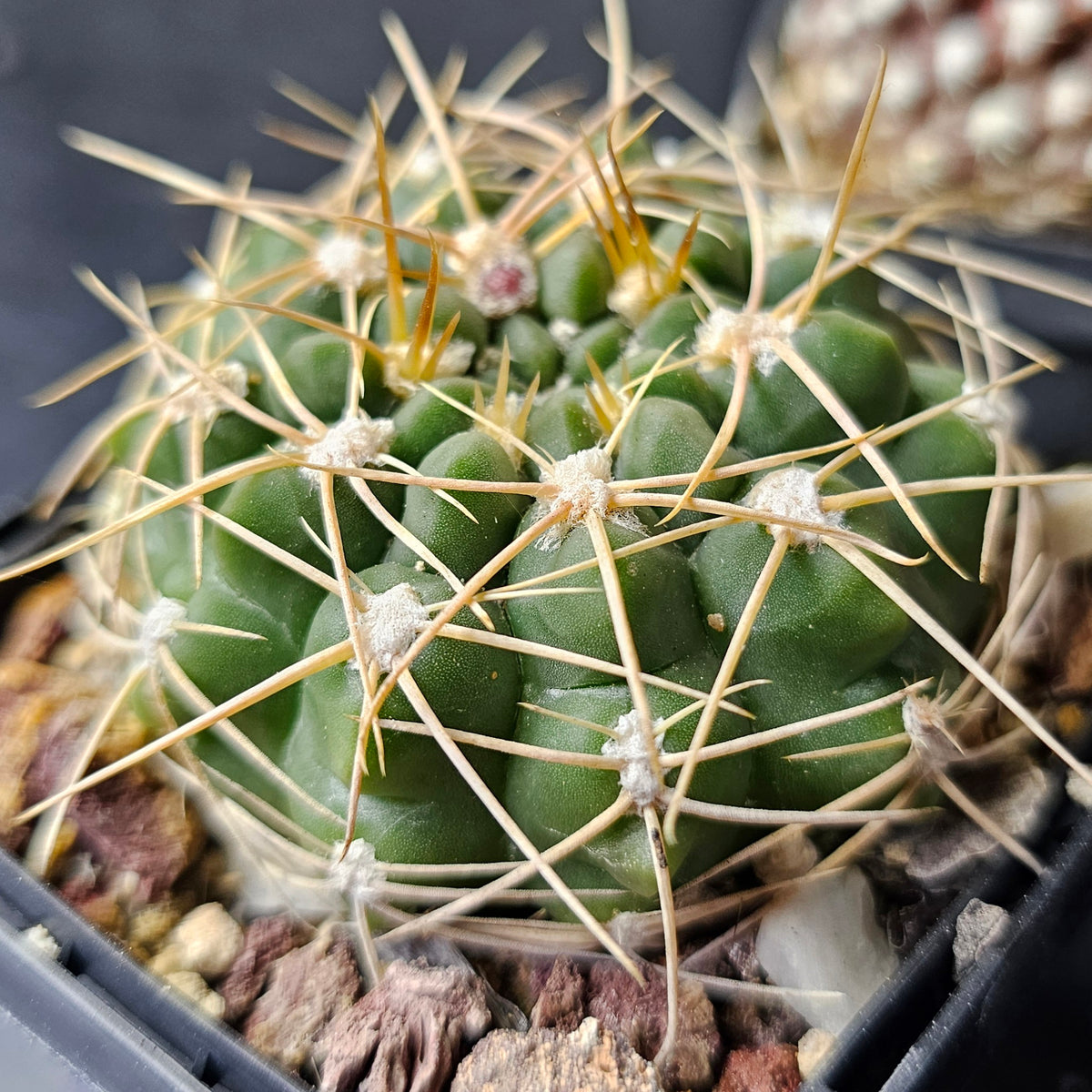 Cactus MEGA Bundle – 16 Plants
