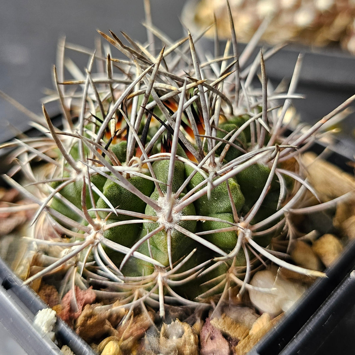 Cactus MEGA Bundle – 16 Plants