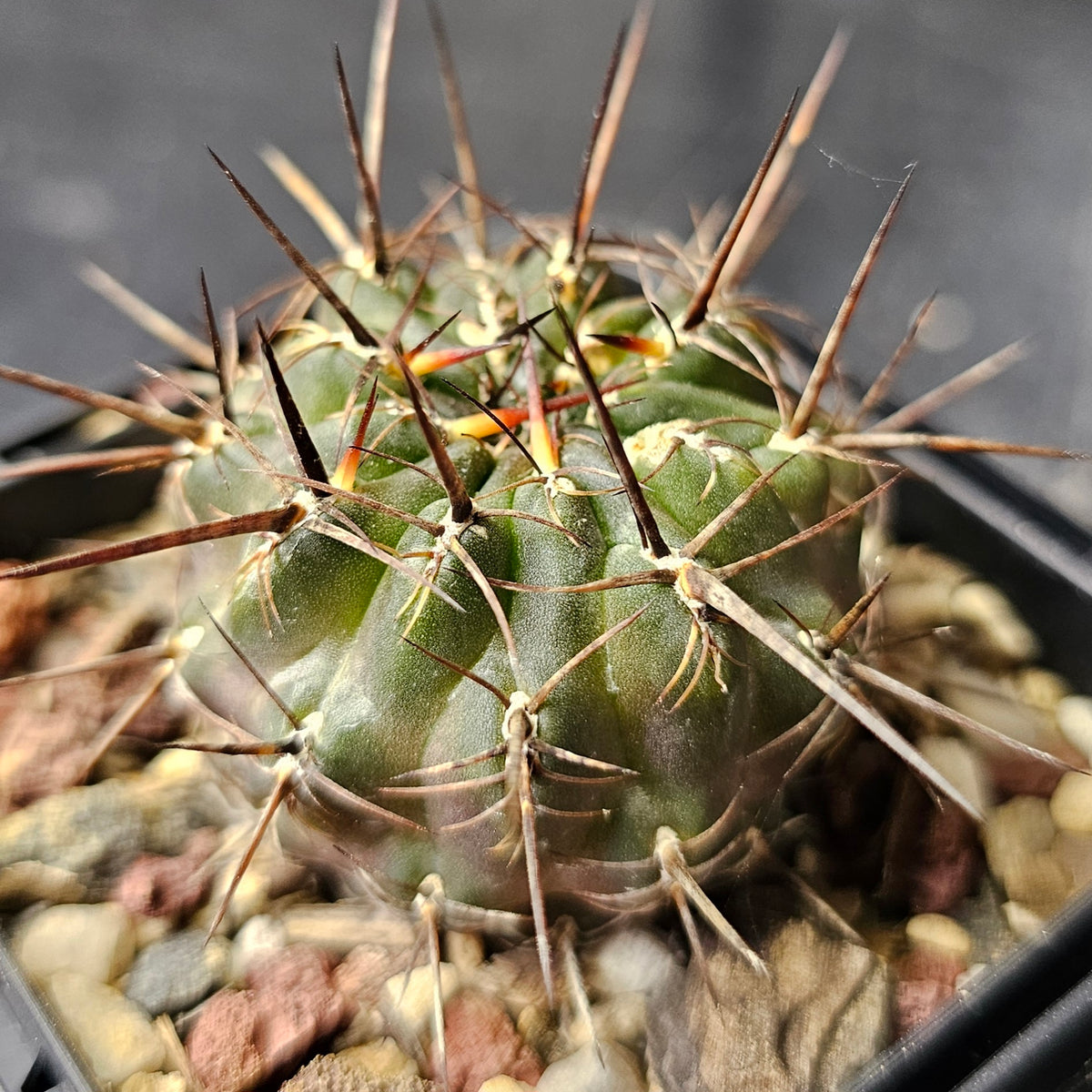 Cactus MEGA Bundle – 16 Plants