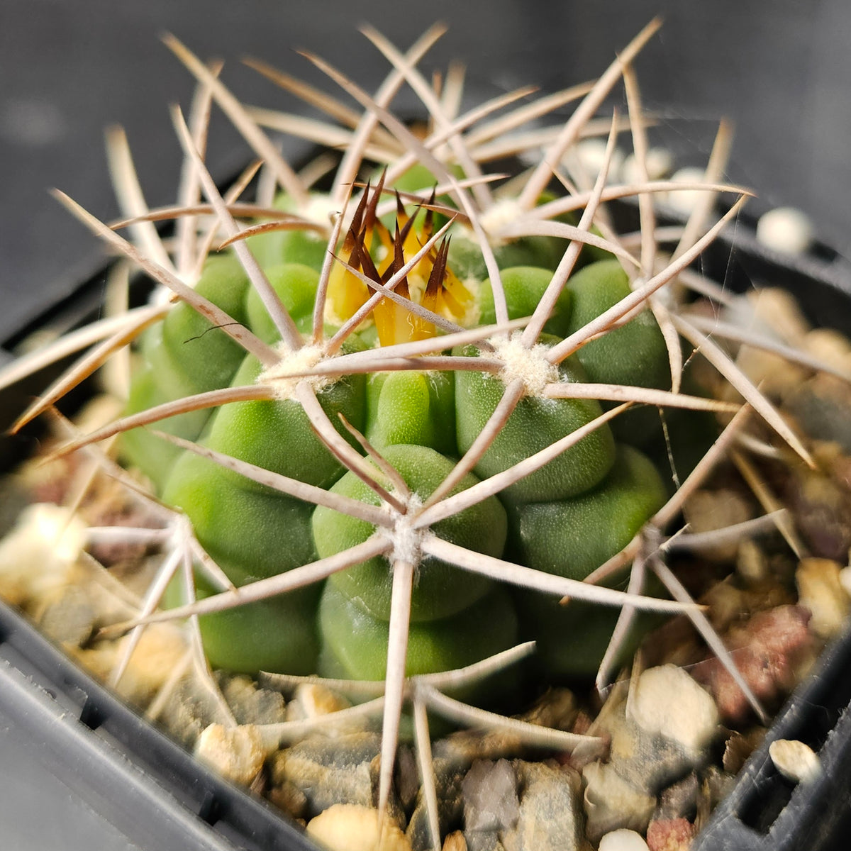 Cactus MEGA Bundle – 16 Plants