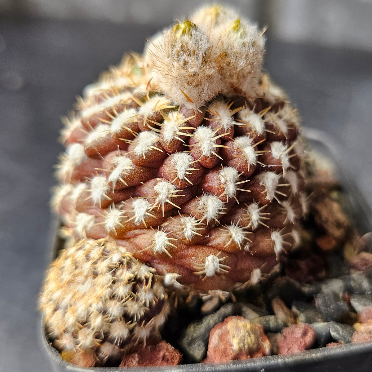 Cactus MEGA Bundle – 16 Plants