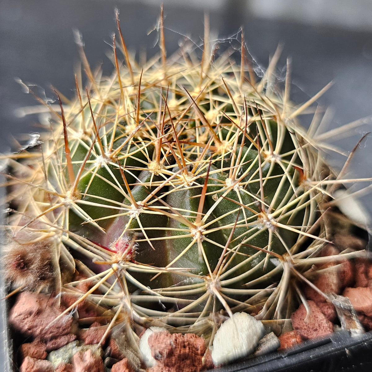 Cactus MEGA Bundle – 16 Plants