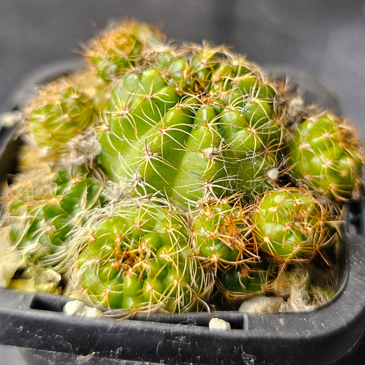 Cactus MEGA Bundle – 16 Plants