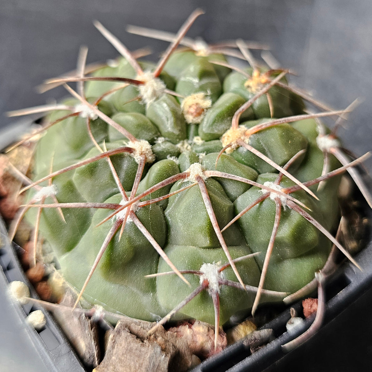 Cactus MEGA Bundle – 16 Plants