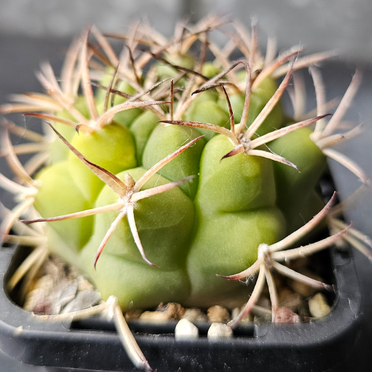 Cactus MEGA Bundle – 16 Plants