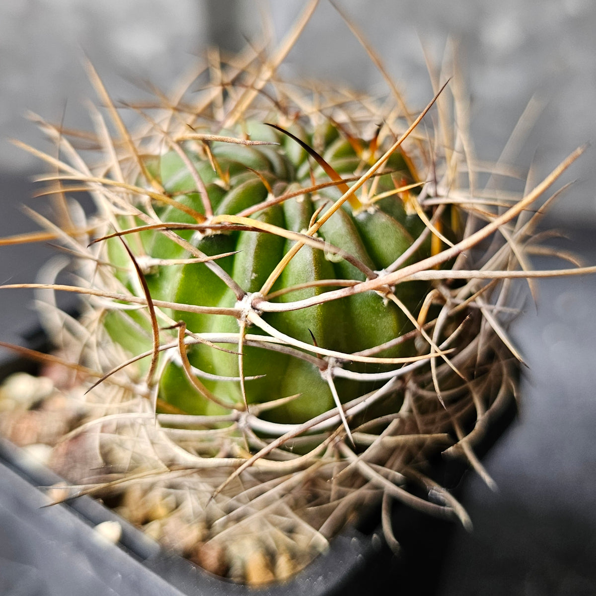 Cactus MEGA Bundle – 16 Plants