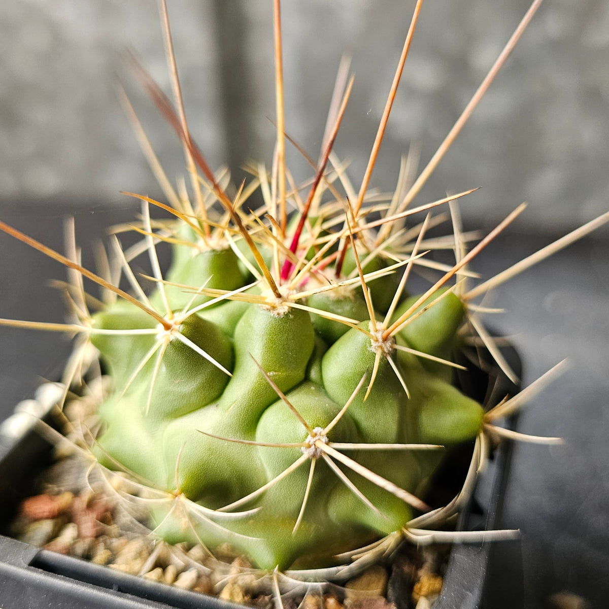 Cactus MEGA Bundle – 16 Plants