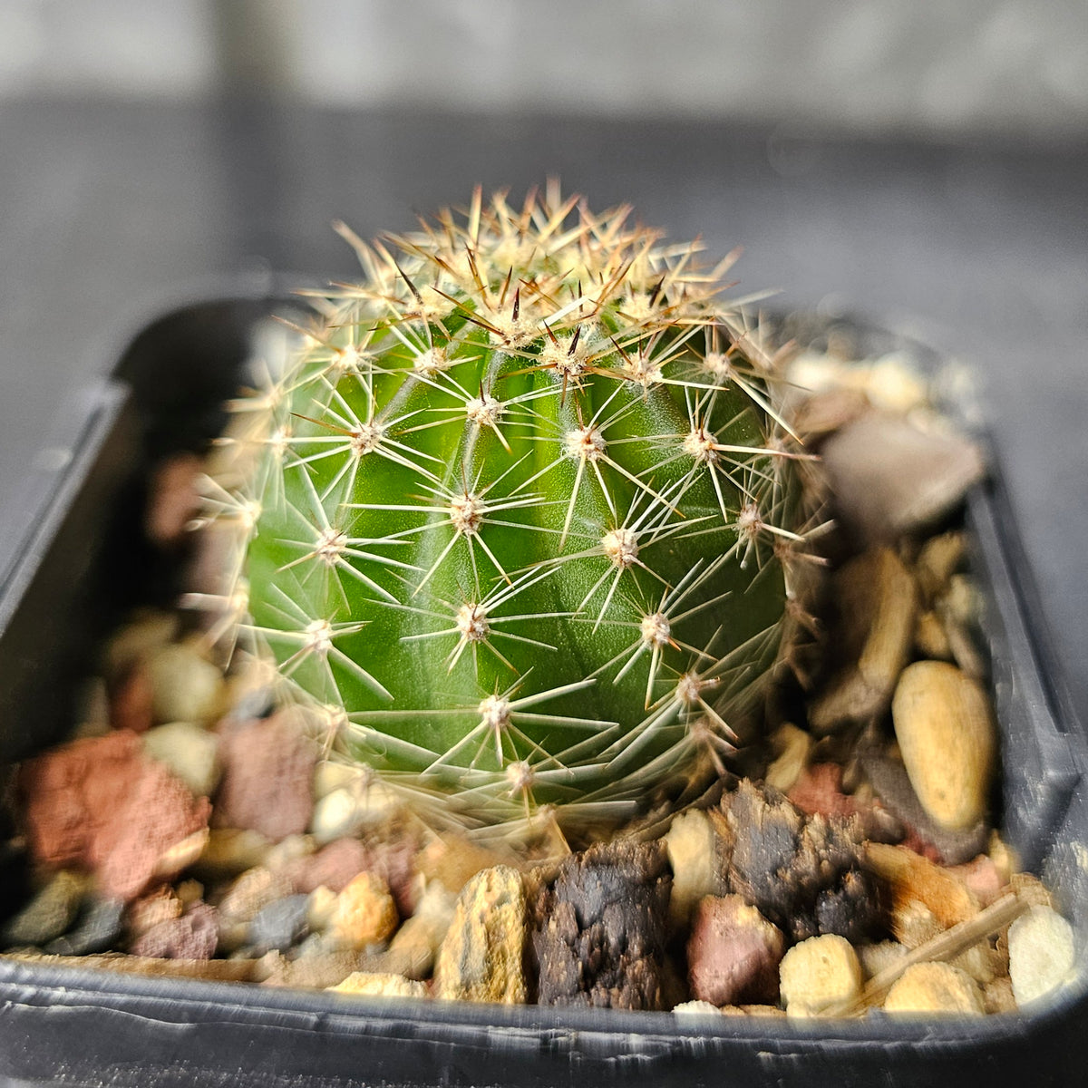 Echinopsis hybrid (19.94.3A)