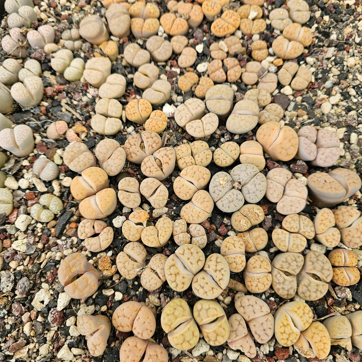 Mixed Lithops - 10 Plants (Final Run)