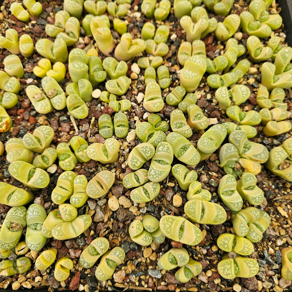 Mixed Lithops - 10 Plants (Final Run)