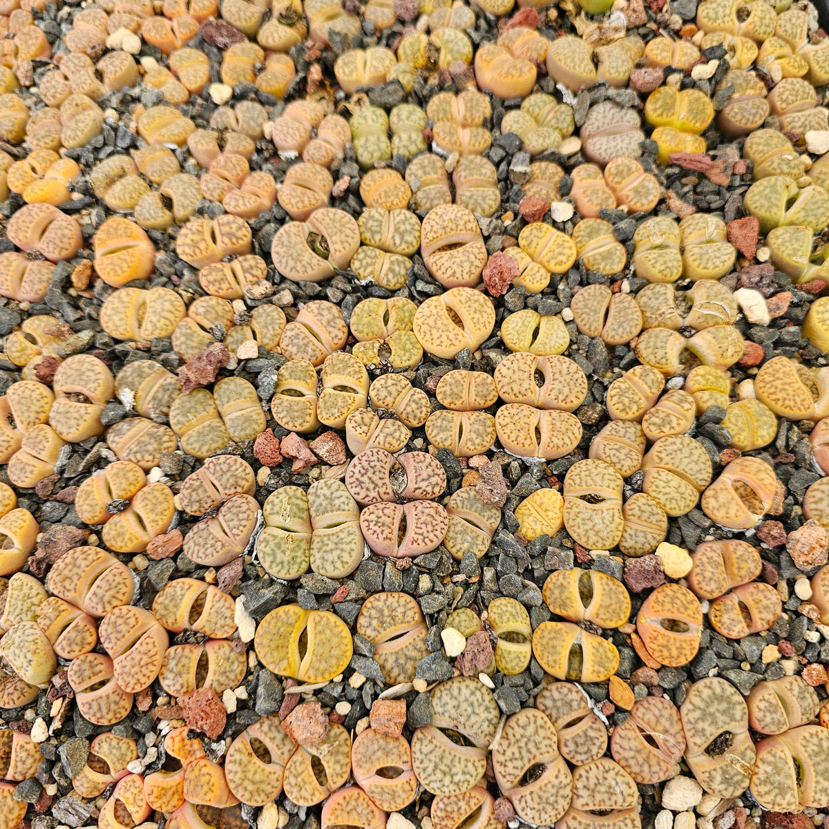 Mixed Lithops - 10 Plants (Final Run)