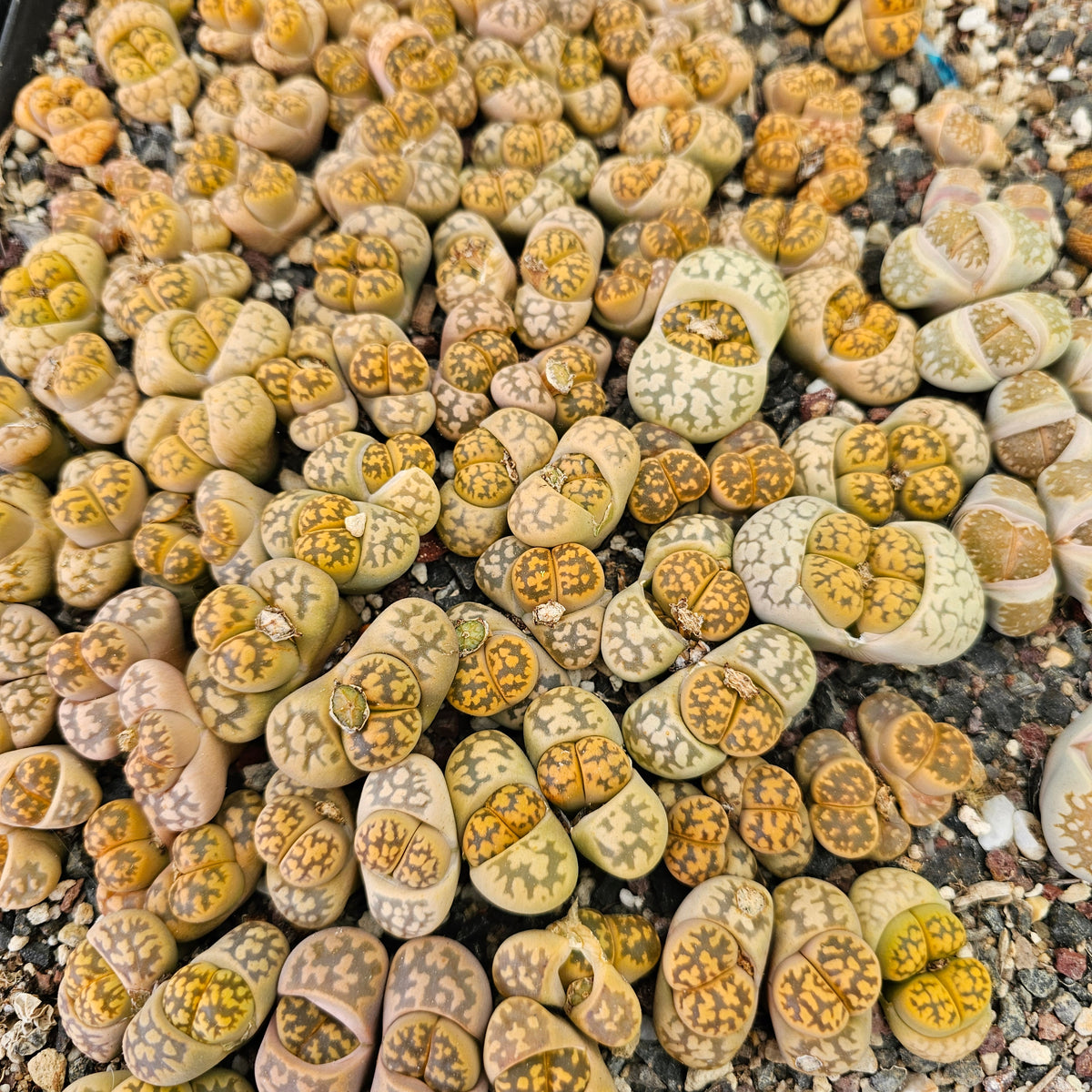Mixed Lithops - 10 Plants (Final Run)