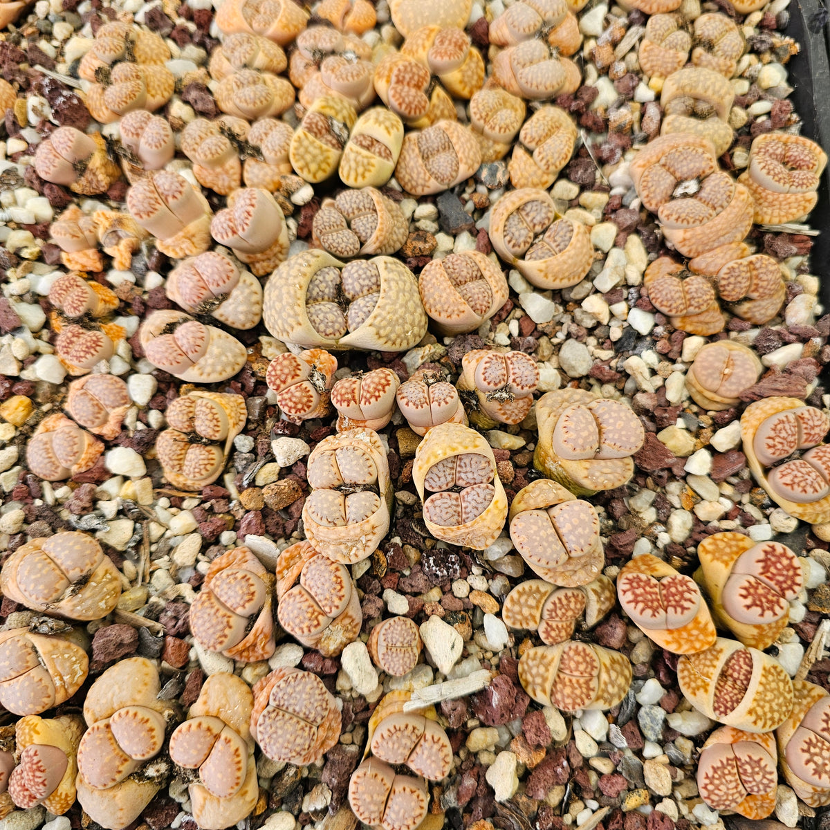 Mixed Lithops - 10 Plants (Final Run)