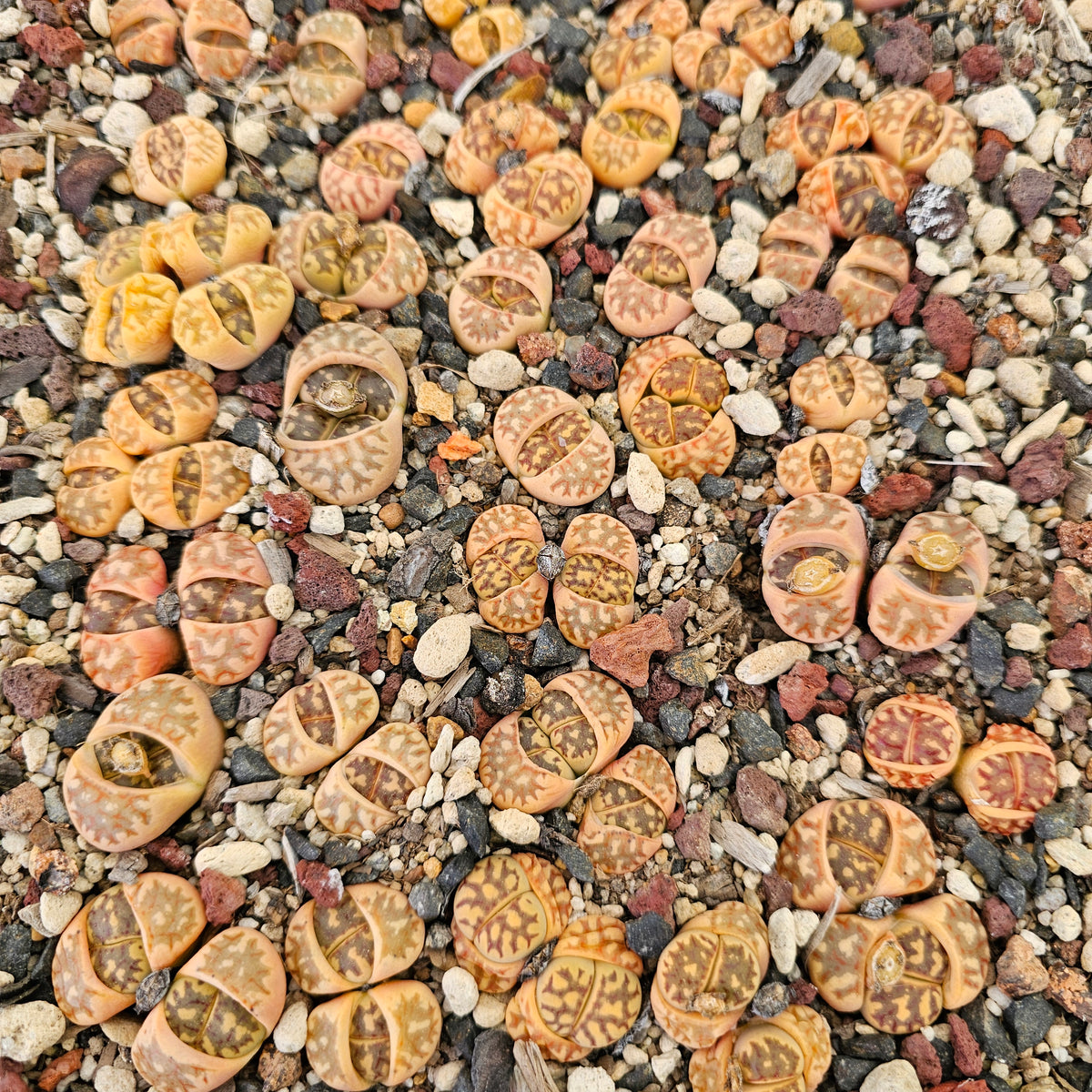 Mixed Lithops - 10 Plants (Final Run)
