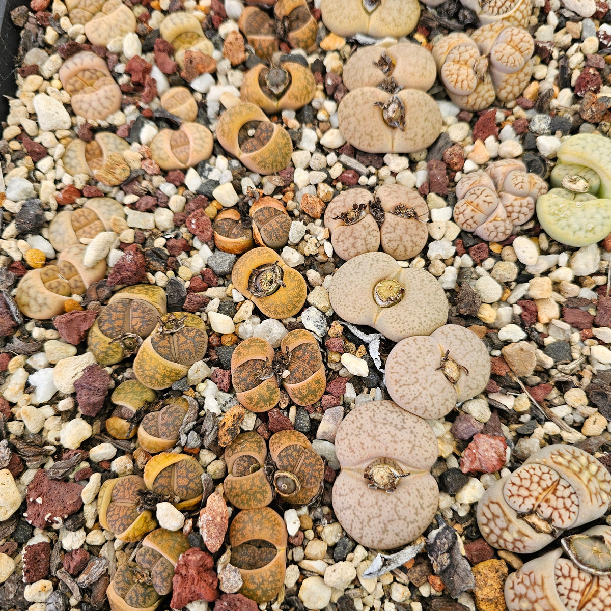 Mixed Lithops - 10 Plants (Final Run)
