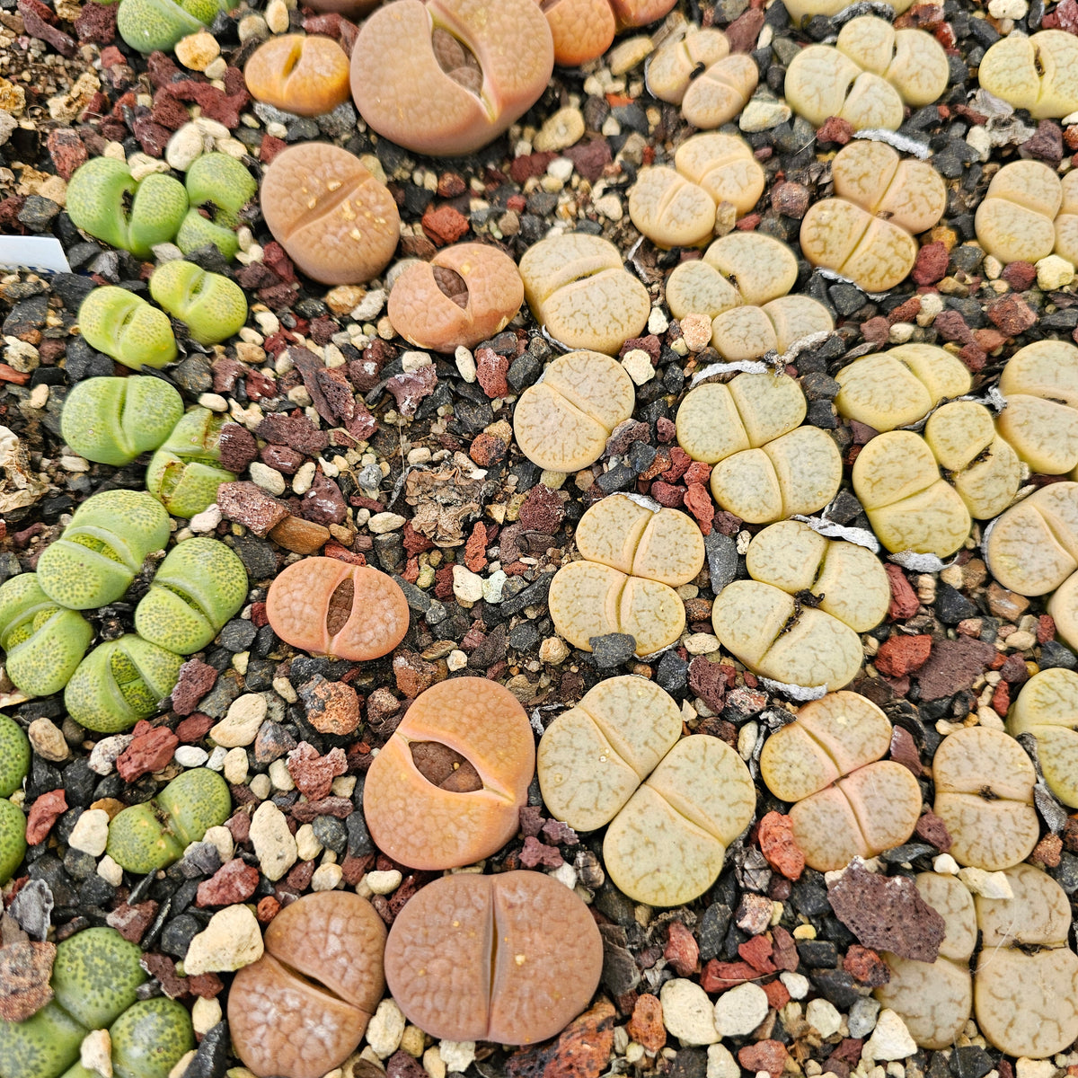 Mixed Lithops - 10 Plants (Final Run)