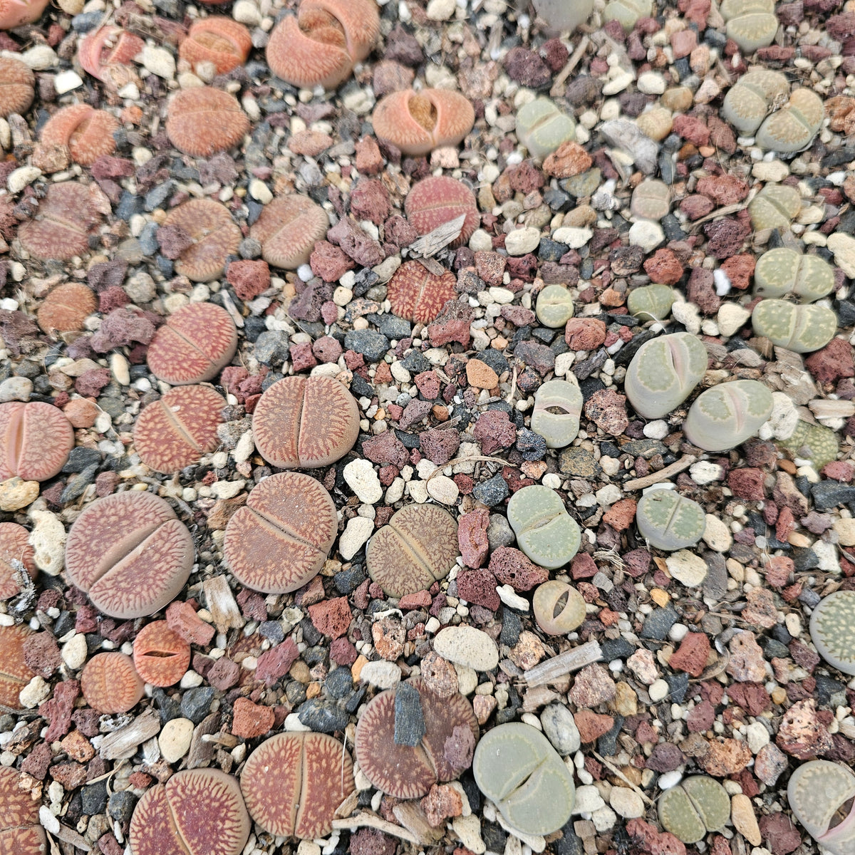 Mixed Lithops - 10 Plants (Final Run)