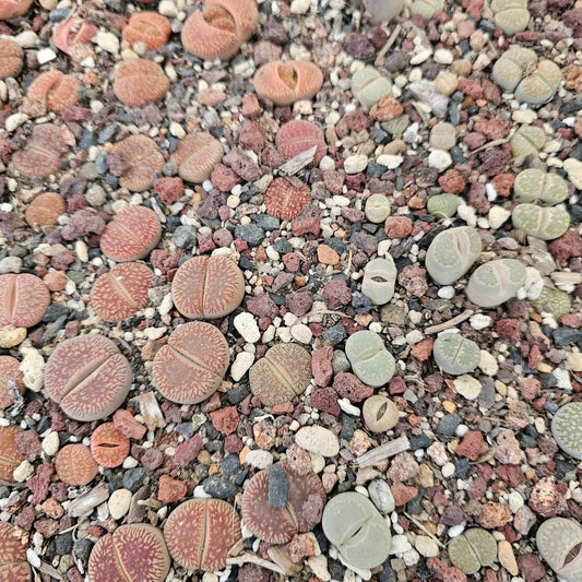 Mixed Lithops - 20 Plants (Final Run)