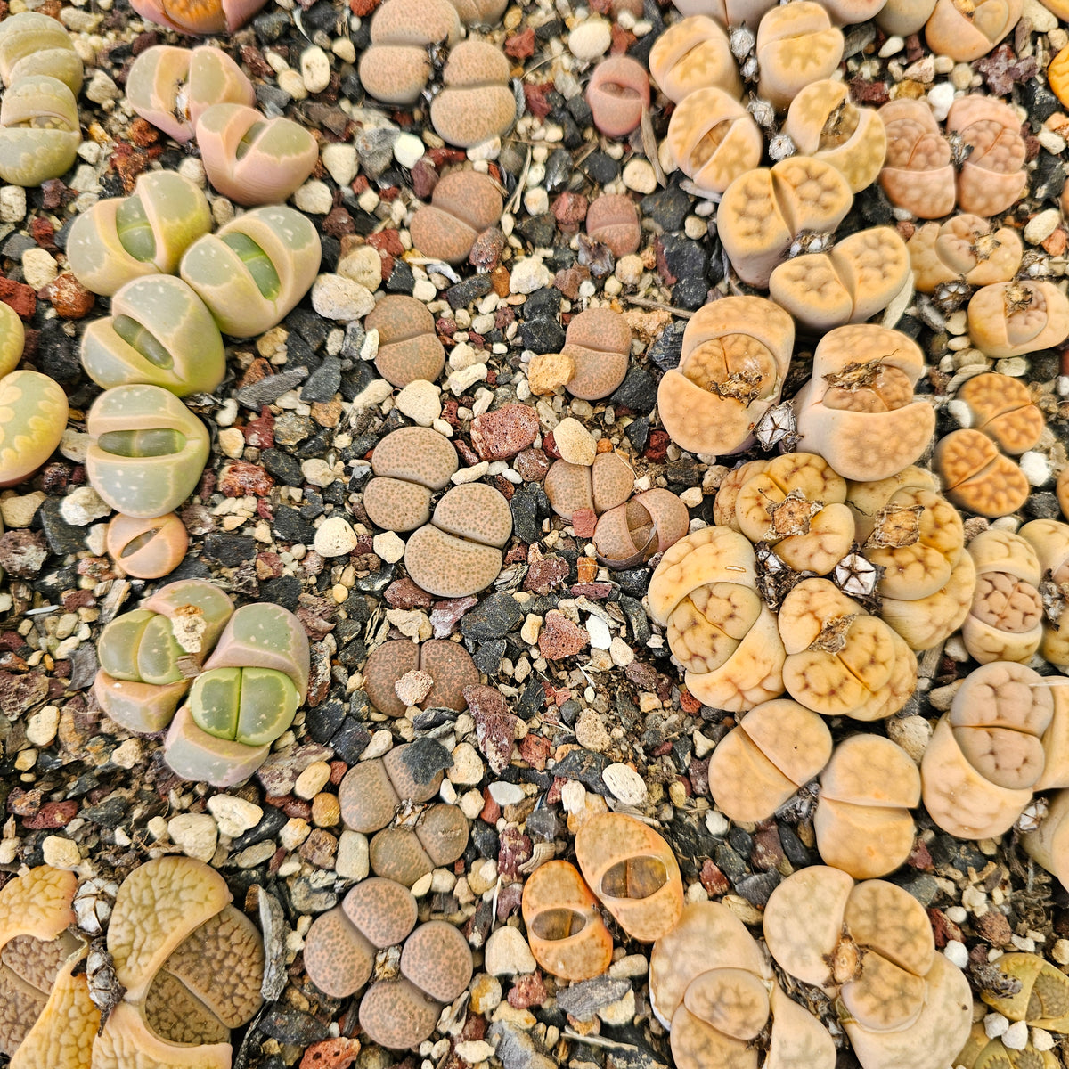 Mixed Lithops - 10 Plants (Final Run)