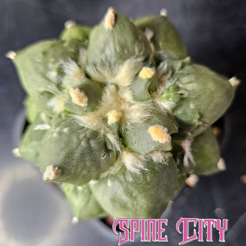 Ariocarpus cv. Cauliflower Japan with developing form, textured body, and clean wool grown from Japanese seed