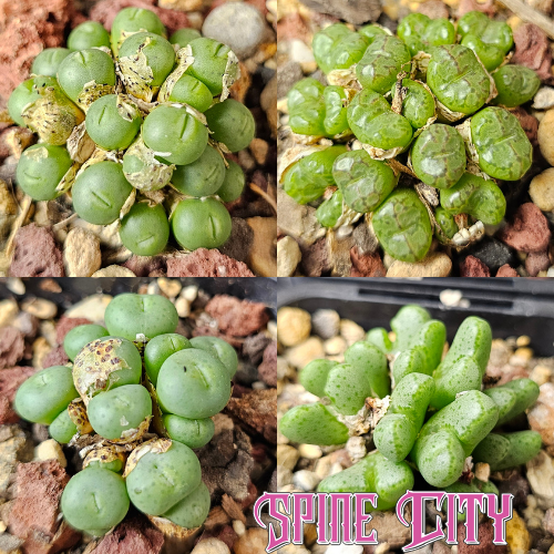 Conophytum bundle (4 plants) – assorted miniature succulents grown from seed, Spine City Australia