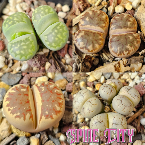 Lithops bundle 4 plants showcase mix colours patterns