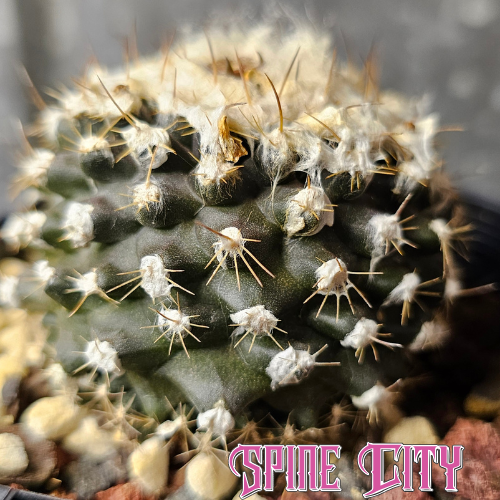 Copiapoa tenuissima cactus with dark body, fine spines, and white wool