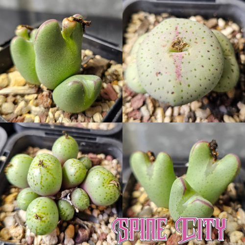 Conophytum bundle of 4 seed-grown miniatures supplied without names.