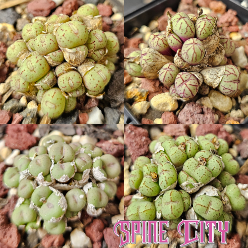 Conophytum bundle (4 plants) – mixed miniature succulents grown from seed, Spine City Australia