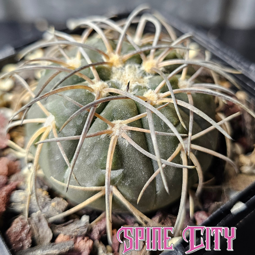 Gymnocalycium spegazzini (DJF248)