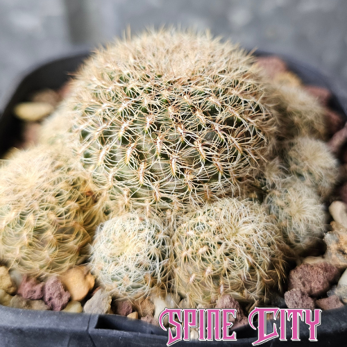 Mature Sulcorebutia langeri cactus cluster with light bristly spines