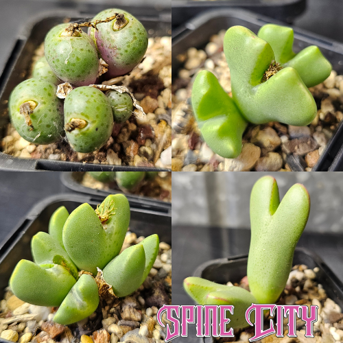 Conophytum bundle of 4 seed-grown miniatures with clumping growth and seasonal colour shifts.