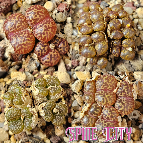 Conophytum bundle (4 plants) – unusual miniature succulents grown from seed, Spine City Australia