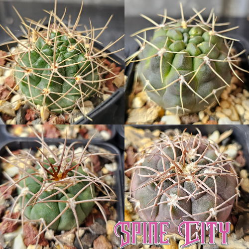 gymnocalycium cactus bundle 4 plants assorted forms colours patterns