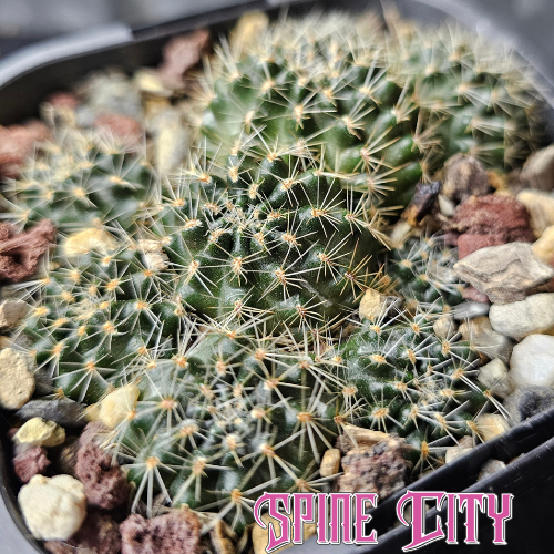 Rebutia pygmaea with small emerald green heads, short bright spines and a tight clumping form.