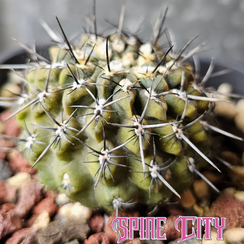Chileorebutia napina v. lanigera cactus with olive green notched body and dark spines