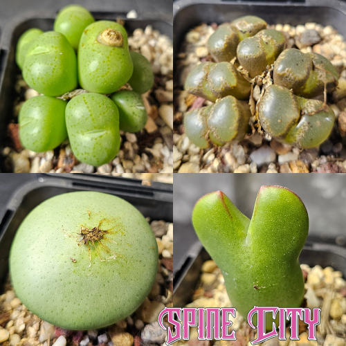 Conophytum bundle of 4 seed-grown miniatures with quirky forms and winter flowers.